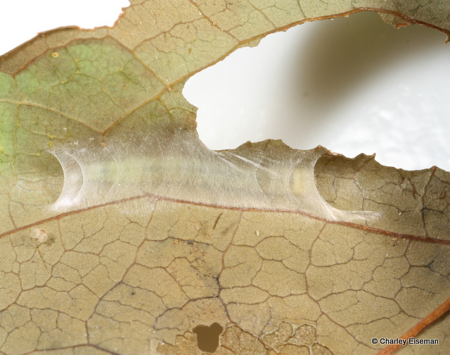 Figure 2 Blueberry leaftier larvae spin protective cases between leaves as they feed, similar to this gold-striped leaftier (Machimia tentoriferella) (Image: Charley Eiseman) A larvae has spun a net of silk between two parts of a leaf to make a small indent in which it can shelter as it feeds