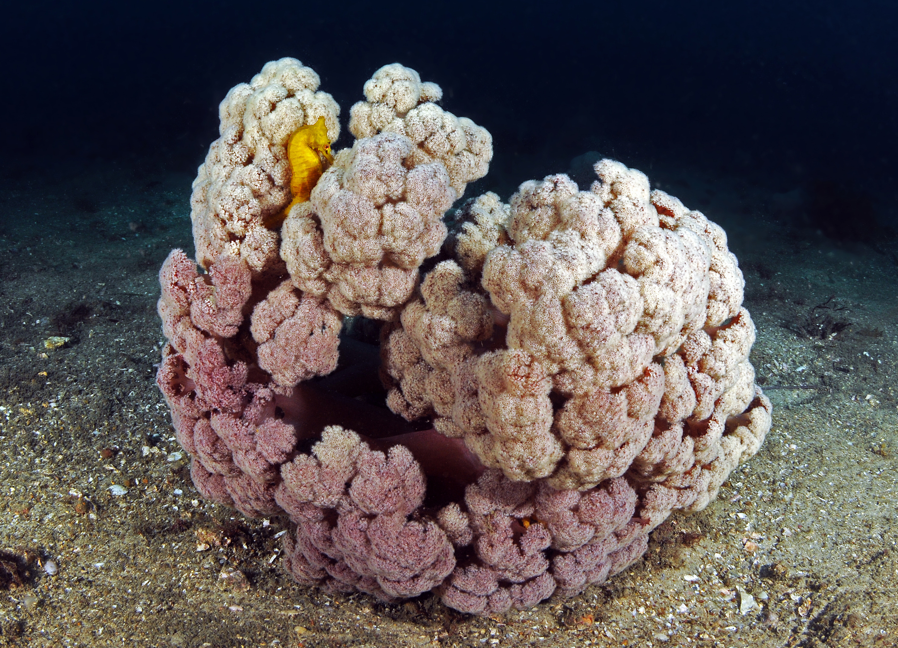 A White's Seahorse in soft coral habitat (Photo: D. Harasti) A small yellow seahorse in a cauliflower coral