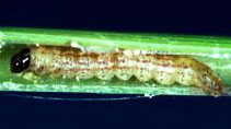 Black headed stem borer caterpillar with five purple-brown longitudinal stripes along its greyish-white body inside a plant stem.