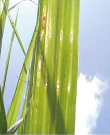 sugarcane leaves with holes resembling a bullet hole