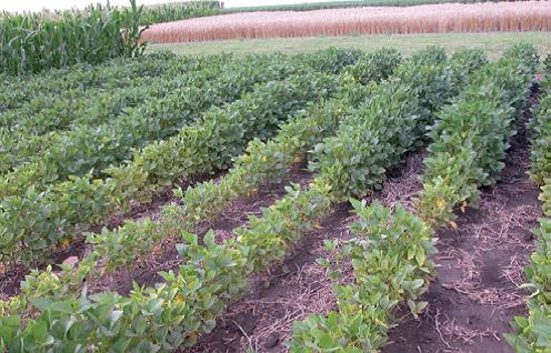 Poor canopy closure in a patch of soybean cyst nematode infested soybean crop surrounded by a healthy soybean crop.