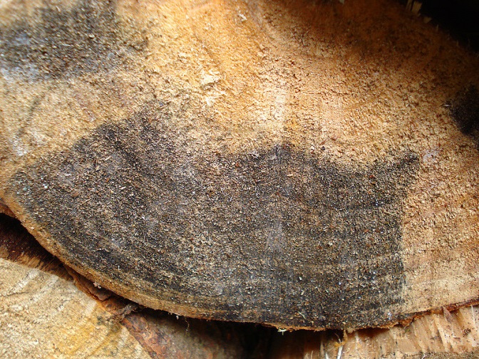 Figure 3 Sapstain causing fungi are vectored by burnt pine longhorn beetle (Image: Phil Bendle, T.E.R.R.A.I.N, NZ) a cross section of a log showing a large black stain in otherwise light coloured pinewood