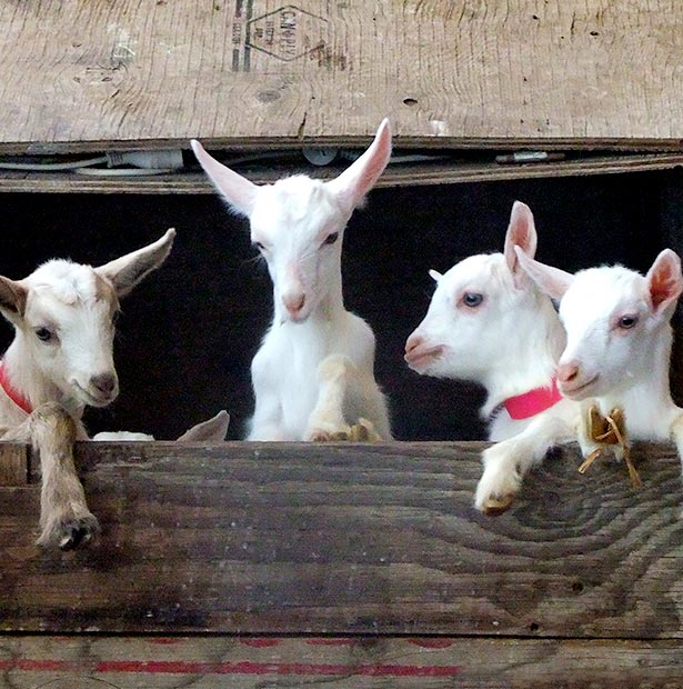 Goats