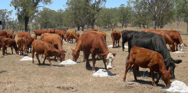 Cattle