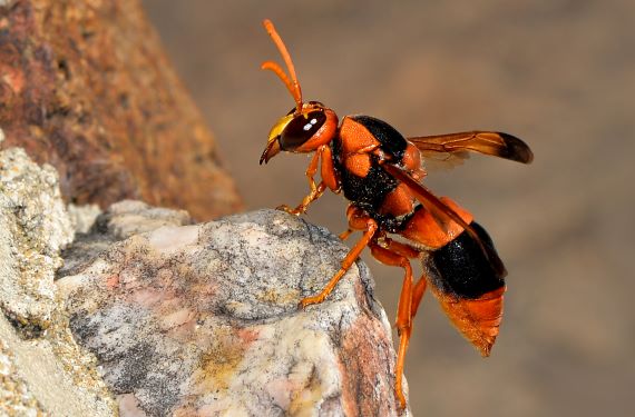Abispa spp. (Image: Jean and Fred, Flickr) Side view of a potter wasp resting on a rock
