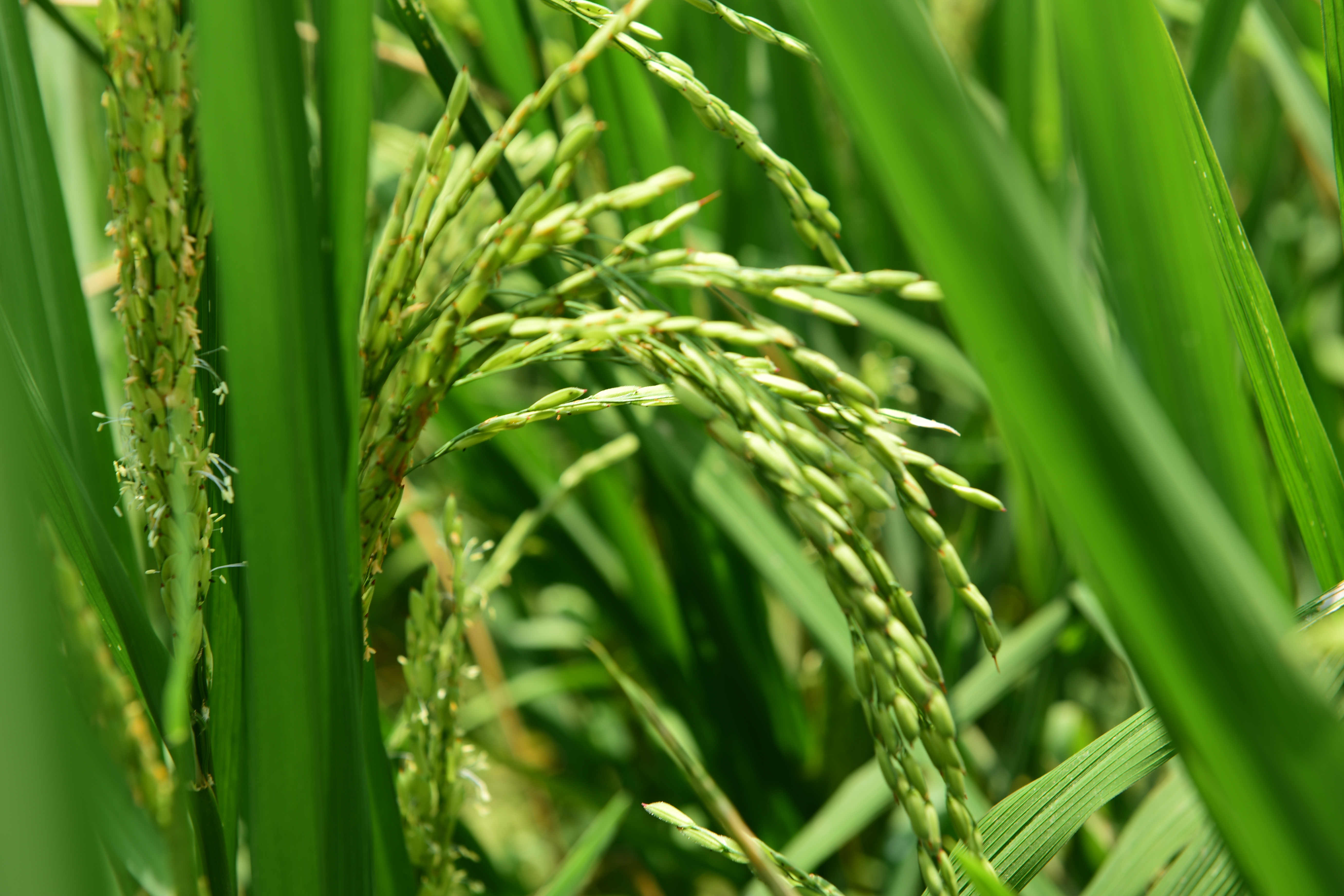 Rice