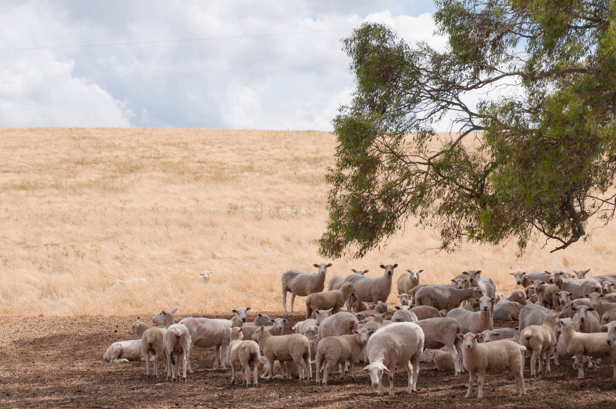 Sheepmeat