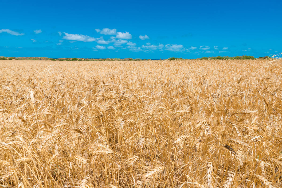 Wheat