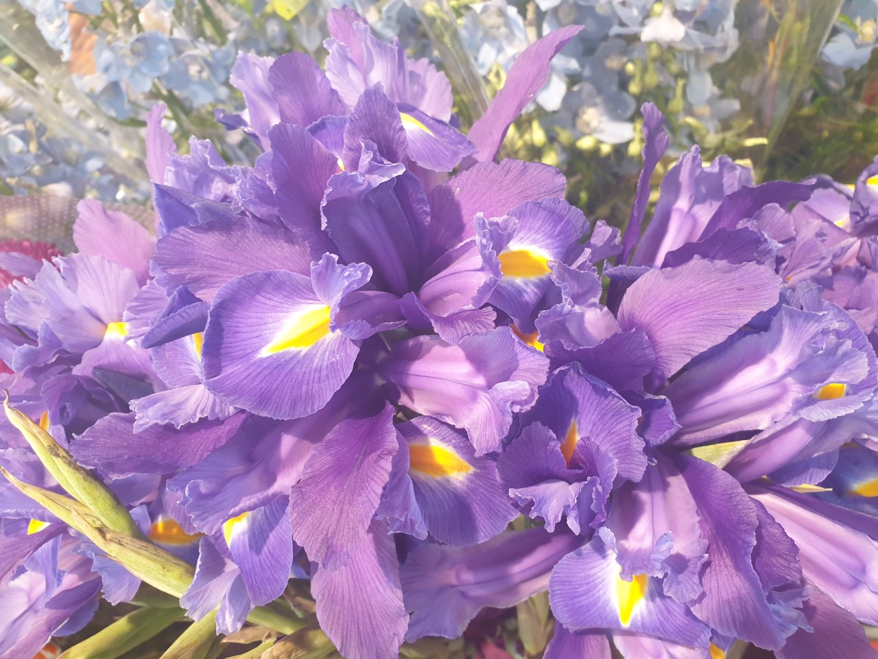Bunch of irises