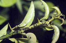 Black citrus aphids