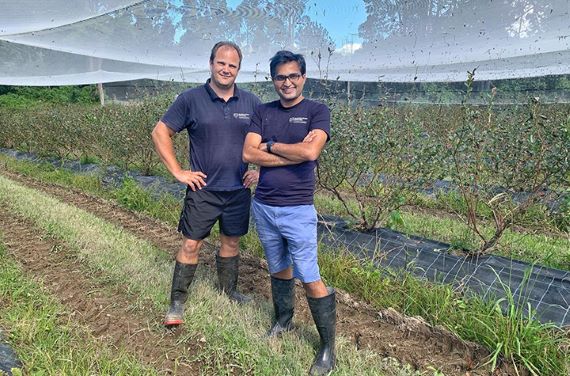 Research scientists Shane White (left) and Praktan Wadnerkar have been investigating ways to improve water quality downstream from blueberry farms and protected cropping operations. (Image supplied by Southern Cross University) Two men, Shane White and Praktan Wadnerkar, stand in front of rows of bushes under white netting
