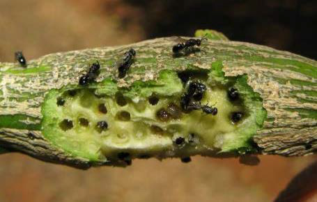 Figure 4. Peeling back galls with a pocket knife can reveal the multi-cell structure and indicate the development stage and emergence of CGW.
