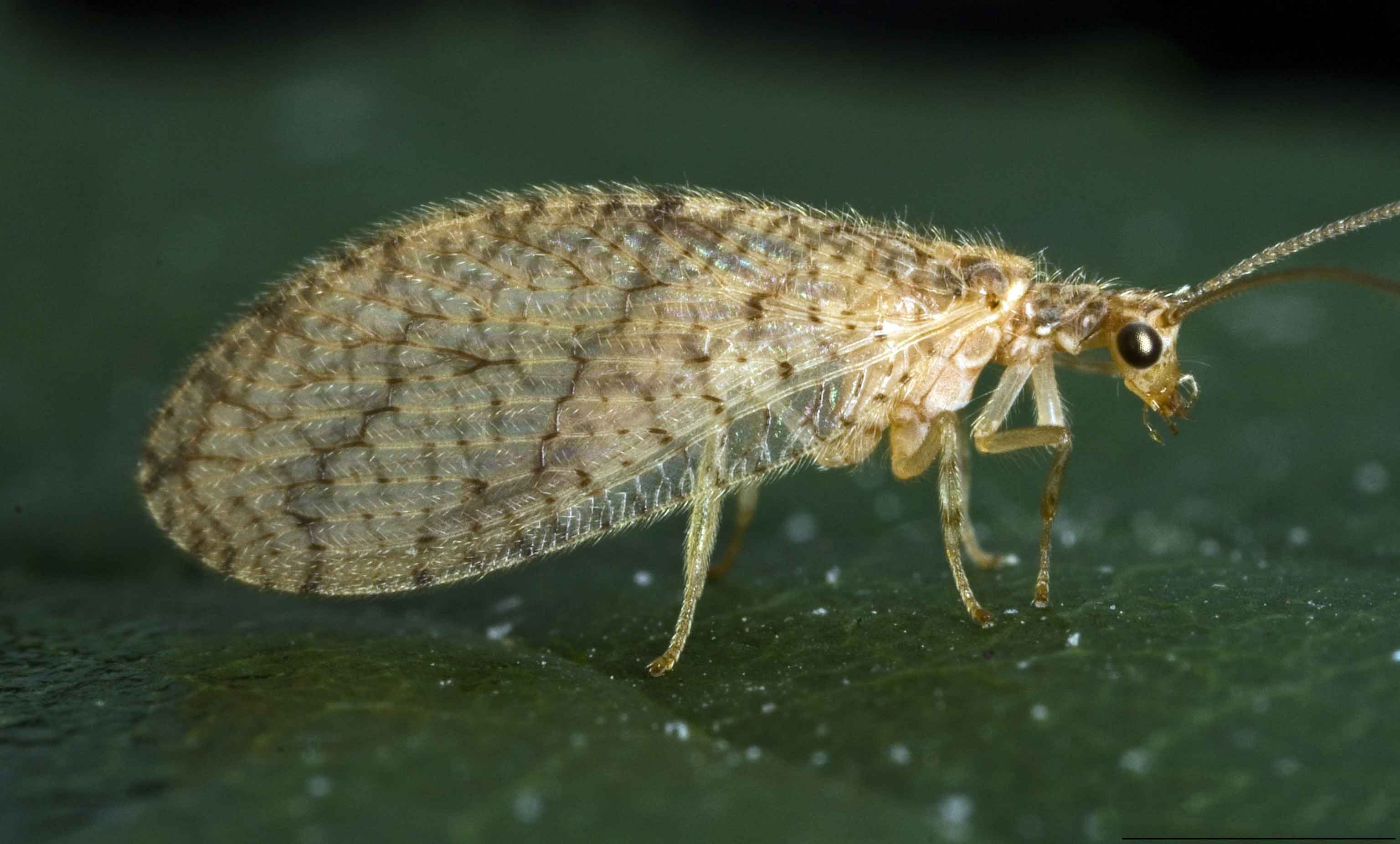 Figure 14. Brown lacewings (Micromus sp.) adult. Photo: David Cappaert, Bugwood.org.