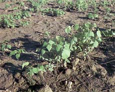 Lablab showing quick recovery following correct grazing management