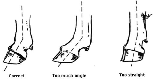 Figure 4. Indicates the correct angle of the pastern joint. Pastern joint showing correct, too much and too straight angles