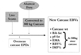 Figure 1. New Carcase EBVs Abattoir data flow chart