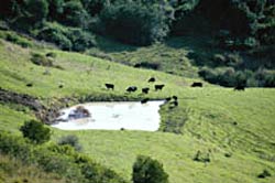 Figure 4. Clearing of steep land, and inadequate ground cover, will lead to excessive run-off during storms, and subsequent erosion problems. Cattle should preferably be fenced off from dams, and water provided in troughs. Cattle at a dam