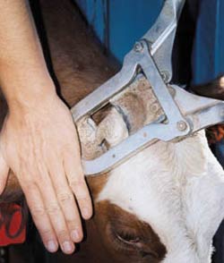 Dehorning cup