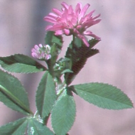 Persian clover