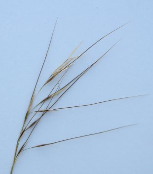 A. rudis seedhead: H Rose