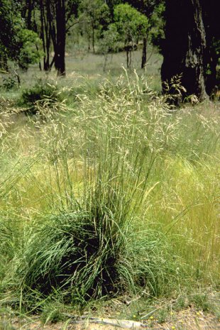Silvertop Wallaby Grass