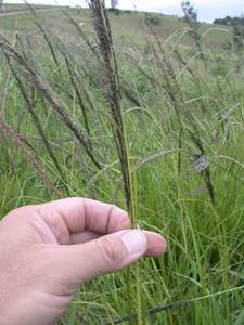 Giant rat's tail grass