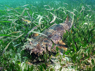 Wobbegong in Posidonia australis