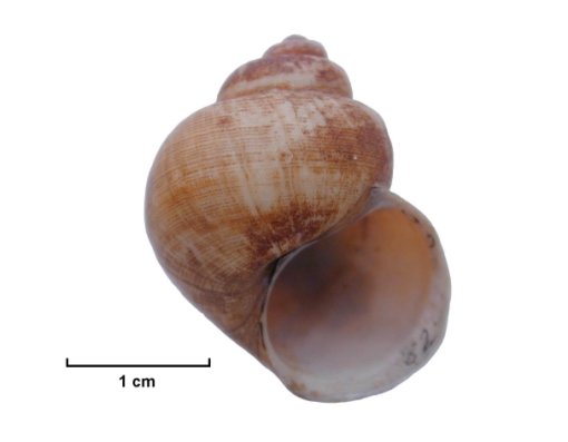River Snail shell against a 1cm scale. River Snail against a 1 cm scale