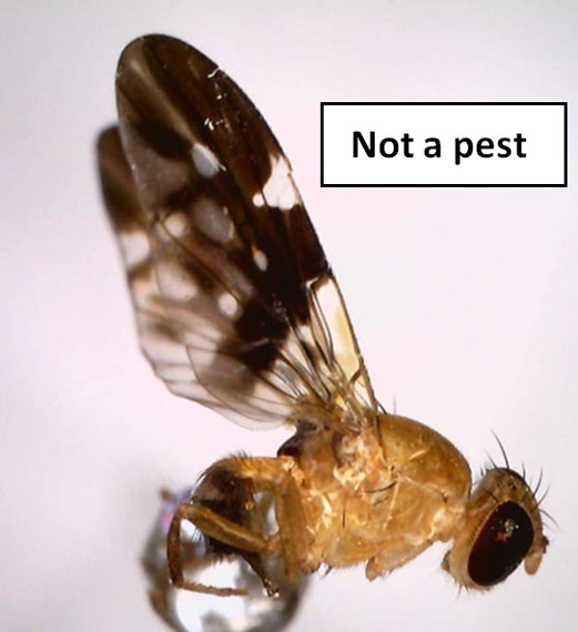 Island fly