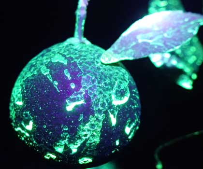 UV dye results at night.