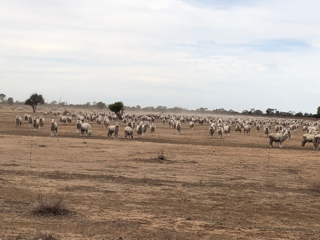 Image 2. Image taken near Brewarrina (20 June 2018) Sheep standing in a very dry paddock