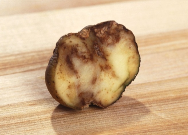 A side view of a potato tuber cut in half showing the dark reddish brown discolouration inside the tuber due to late blight infection.