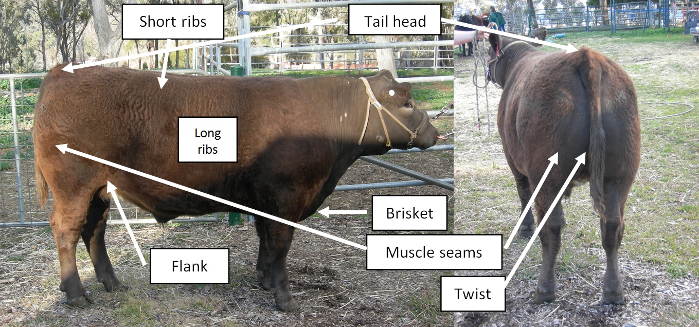 Figure 1. Sites used to estimate fatness visually or manually. Sites used to estimate fatness - for an accessible explanation of this image contact the author todd.andrews@dpi.nsw.gov.au