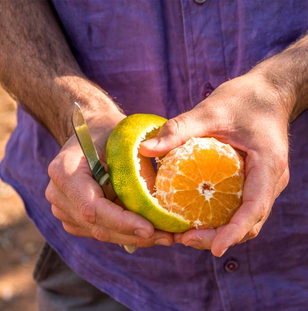 Citrus