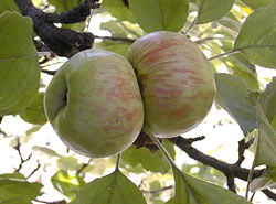 Brown's Apple