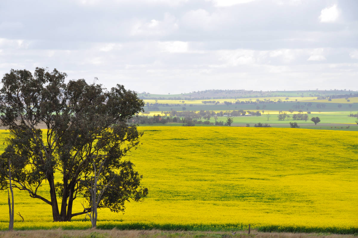 Oilseeds