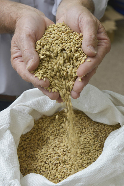 Rice