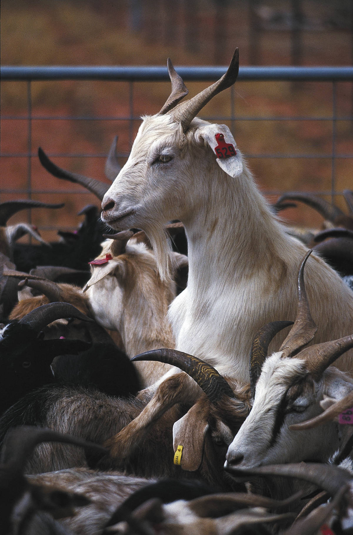 Goatmeat
