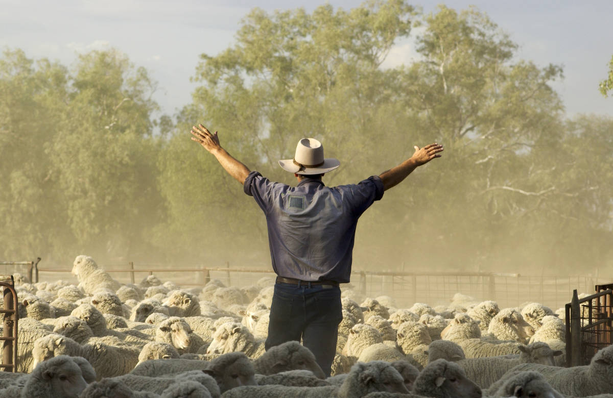Sheepmeat