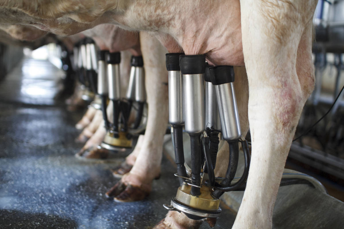 Milk