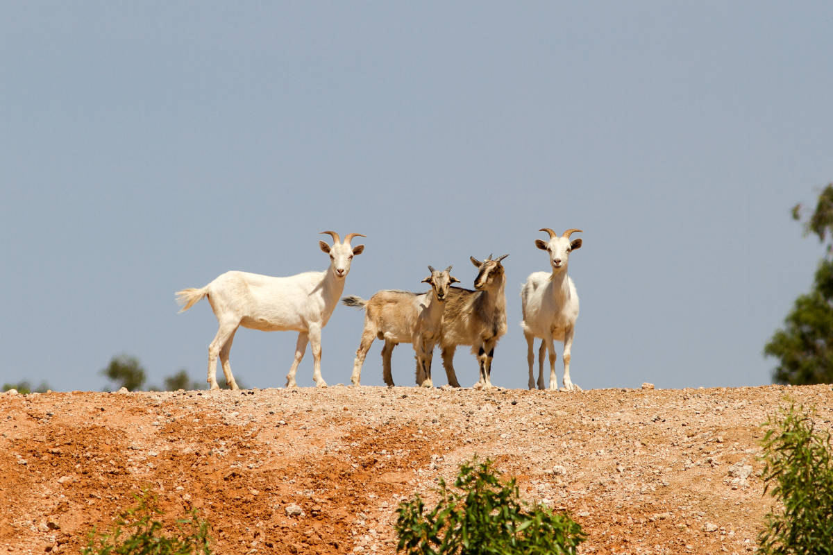Goatmeat