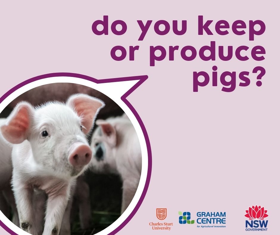 NSW Pig Health & Biosecurity survey now open - we want to hear what is important to you when thinking about protecting your pigs from pests and disease