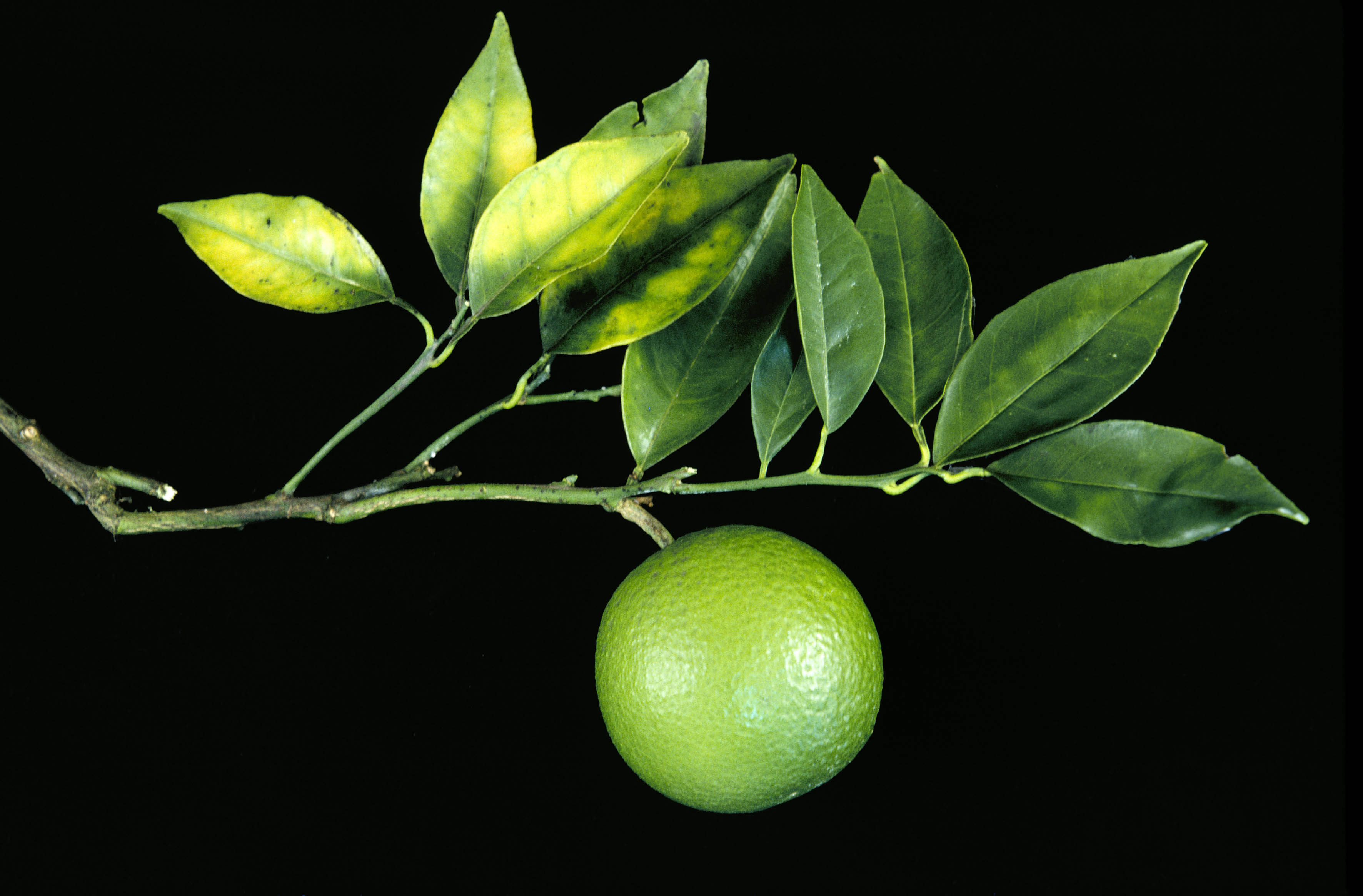 Figure 1. Magnesium deficiency in citrus. 