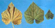 Phosphorus toxicity