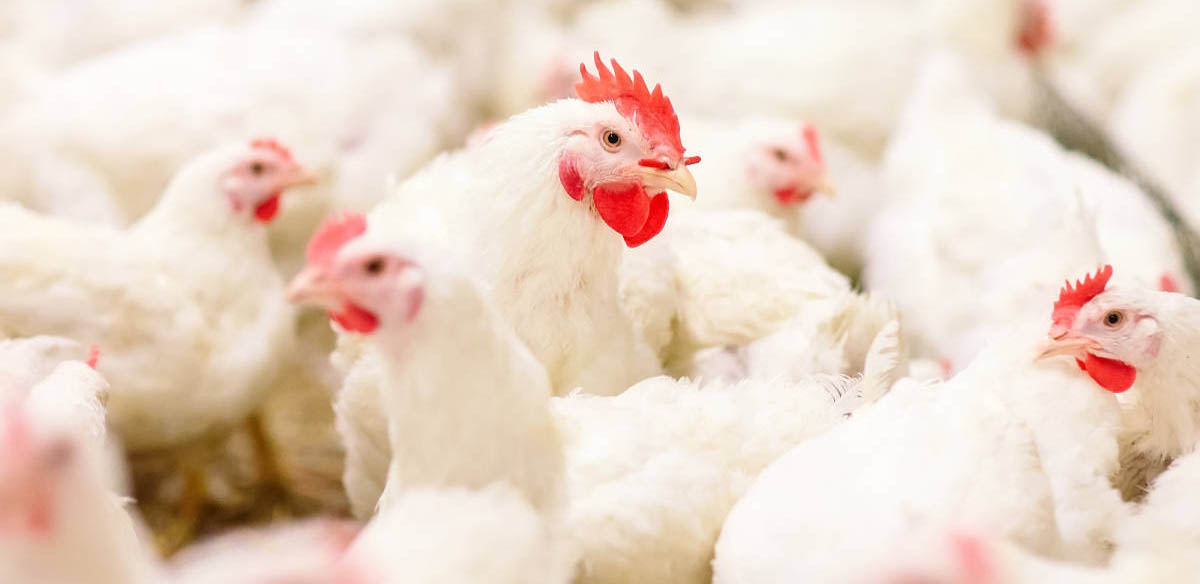 White chickens in a poultry farm.