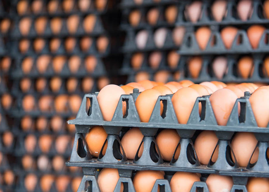 Egg trays