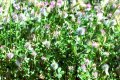 Rose clover 