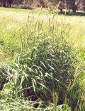 Phalaris