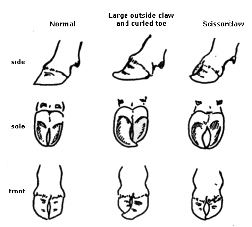 Figure 5. Avoid overgrown, scissor or curved claws. <br /> Bull claws example of normal, large outside claw and curled toe and scissorclaw