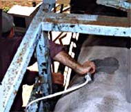 Figure 2. Scanning for intramuscular fat percentage Figure 2. Scanning for intramuscular fat percentage